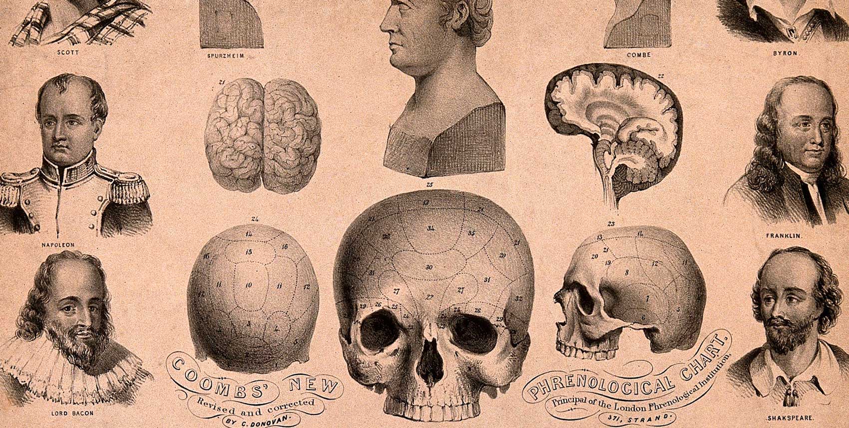 Litografi föreställande frenologiskt diagram och flera kända personers huvuden